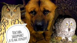 Как дела у совы Кофи и настроение у совы Ёлки. Ночной переезд лягушек. Тема забора раскрыта