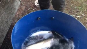 новый привоз форели на водоём