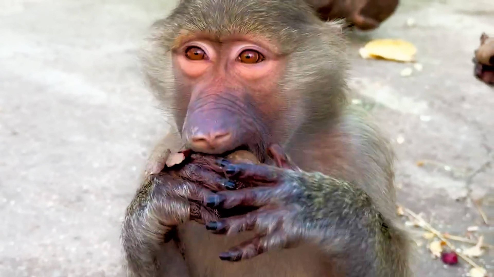 Буратинки для обезьянок! Степа акробат, с любимой игрушкой! Рокки нас дрессирует, вполне успешно) смотреть онлайн