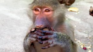 Буратинки для обезьянок! Степа акробат, с любимой игрушкой! Рокки нас дрессирует, вполне успешно)