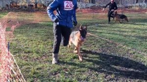 РАБОЧИЙ СУКИ / КЧК ВОРОНЕЖ 26 октября`25 М.Волкова Моно немецких овчарок
