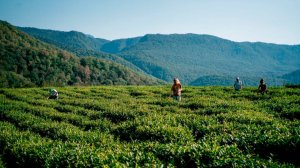 Чайные плантации в Сочи. Хоста чай