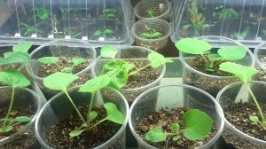 10.11.2025 Как выглядят сегодня растения, посеянные на сезон 2026