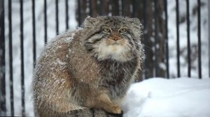 Котят манулов засыпало снегом и пришла пора греть лапки на хвостике.