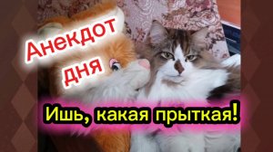 КОШКИ С ОЗВУЧКОЙ. Анекдот дня.