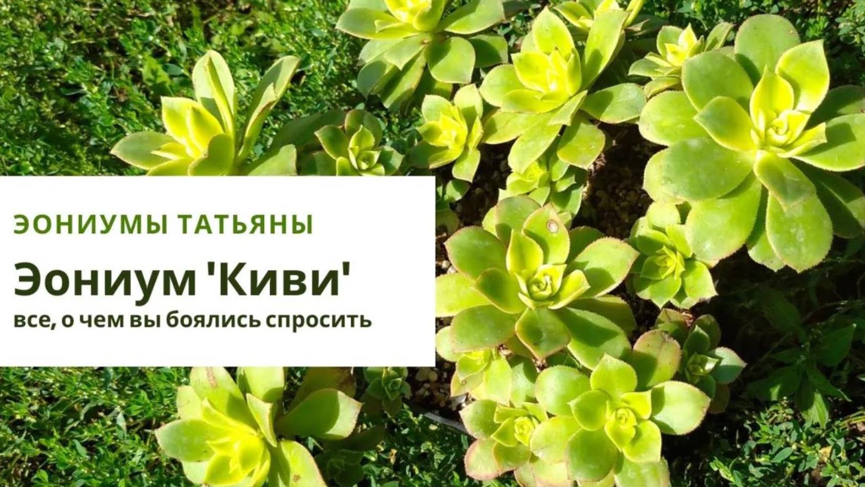 41. Эониум 'Киви'