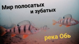 Что творится под водой? Река Обь 2025 год.