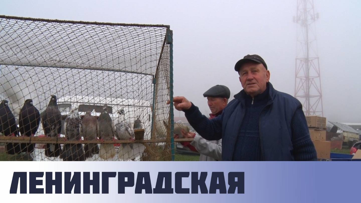 Птичий рынок. Ленинградская. [09.11.2025] смотреть онлайн