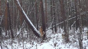 ОХОТА НА СОБОЛЯ И КУНИЦУ КАПКАНАМИ / Охота с лайкой на пушнину. Сезон 25-26г.