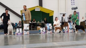 24.08.2025, СПб. Клуб "СПбГКСС" (РКФ, РФСС). Выставка собак всех пород "ОСЕННИЙ ПЕТЕРБУРГ" (CAC, ЧФ)