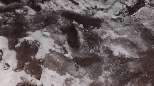 погода на Алтае желает лучшего