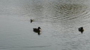 09=11=2025  ник  ТЭЦ   (32)