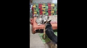 Собака. Кот. Том и Кос.