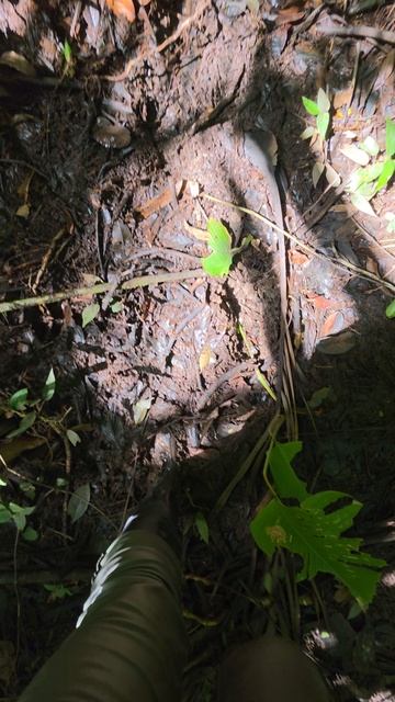 Термиты джунглей реки Ориноко, Венесуэла