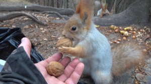 Немного о Толстой