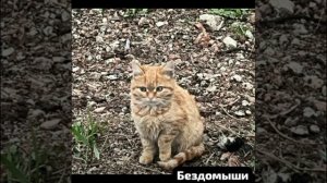 🆘🆘Им нужна ваша помощь в распространении КЛИЧА 🆘🆘