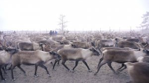 В Ямальском районе планируется заготовить около 1200 тонн оленины