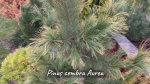 Pinus cembra Aurea