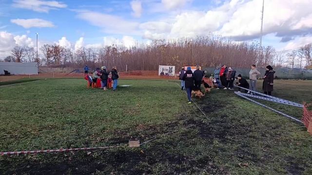 РАБОЧИЙ КОБЕЛИ / КЧК ВОРОНЕЖ 26 октября`25 М.Волкова Моно немецких овчарок