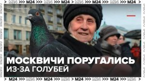 Москвичи поругались из-за голубей на Бирюлевской улице - Москва 24