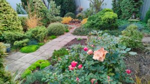 Обзор моих хвойных и вечнозеленых кустарников, про полив и формирование кроны 09.11.25 г. Пятигорск