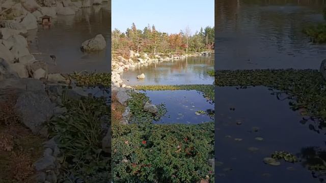 Да не может быть! Добрались и до Японского сада! смотреть онлайн