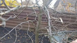 Урок-мастер-класс по обрезке груши. Пример уроков в обучающем курсе.