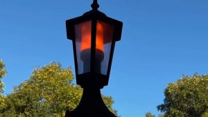 Как я снимаю прогулку с собакой #амстафф #прогулка #природа