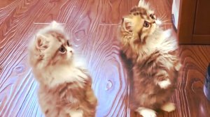 Смешные и очень милые котята! 🐱 🐱 🐱 🐱 🐱 🐱 🐱 🐱 🐱 🐱