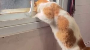 Сам себе хозяин😂