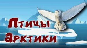 Птицы Арктики. Голоса птиц Арктики.