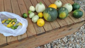 Урожай‑невеличка: зато разноцветные!