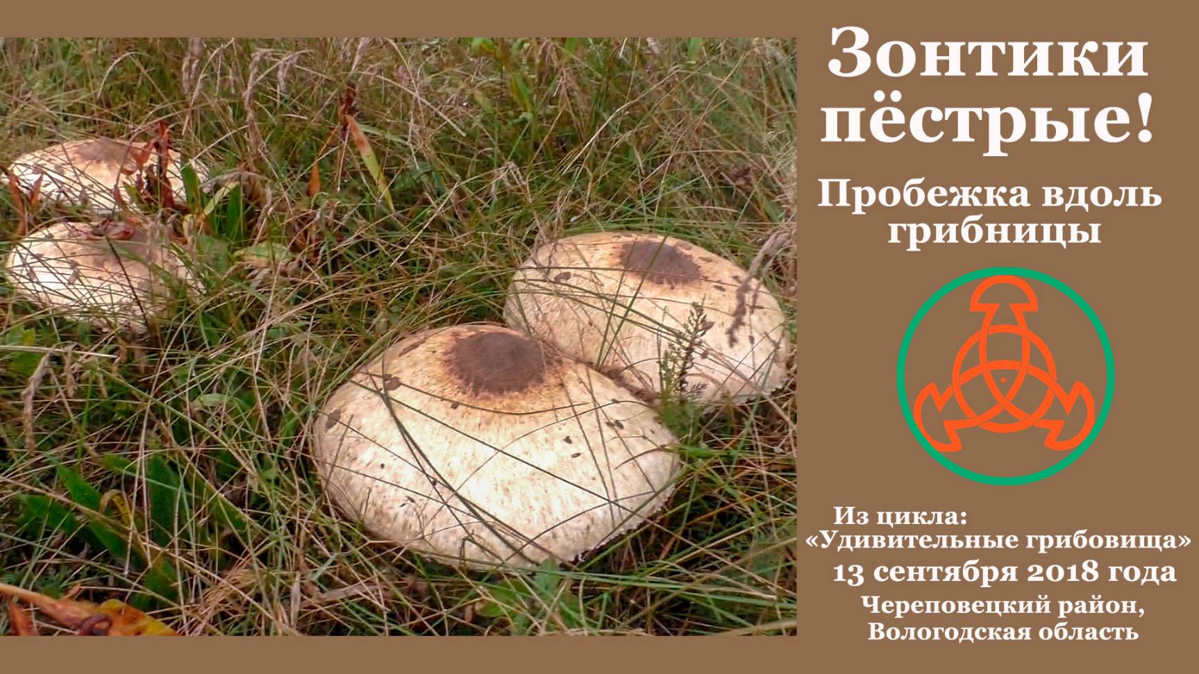 Зонтики пёстрые! Пробежка вдоль грибницы.... "Удивительные грибовища" смотреть онлайн