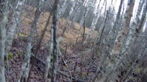 КАК СДЕЛАТЬ ЛОВУШКУ НА КУНИЦУ? ВЫБОР МЕСТА ПОД КАПКАН. НАШЁЛ ЗАСИДКУ. ПРОВЕРИЛ КОРМУШКУ ДЛЯ БОРОВОЙ