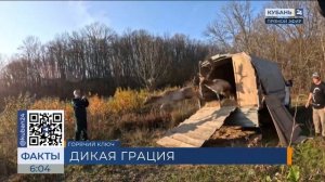 Еще 12 европейских ланей выпустили в заказнике в Горячем Ключе
