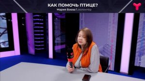 Как помочь птице на льду?