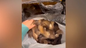 Иностранца с семью тысячами хвостов куницы в багаже задержали в аэропорту Домодедово в Москве