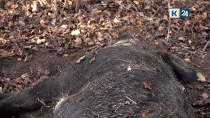 Охотники пожаловались на массовую гибель диких кабанов в Абинском районе