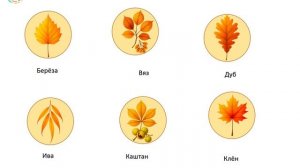 Деревья осенью