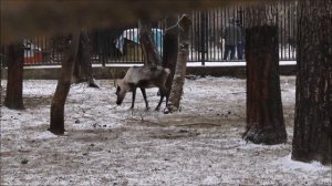 Северные олени 05.11.2025