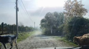 Автопрогулка по Сухуму