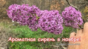 Ароматная сирень в ноябре. / 2025.11.09