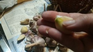 Почему сохнет чеснок во время хранения?