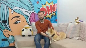 Капитальный ремонт для хозяина корги