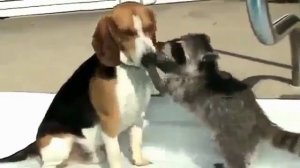 Смешные животные. Еноты.