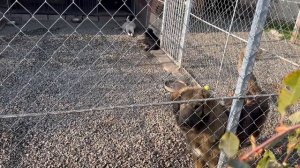 Пристроили двух щенков/❗️Кормление в Пушистом санатории❗️