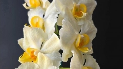 Орхидеи🌺 Новинки 😍🪴