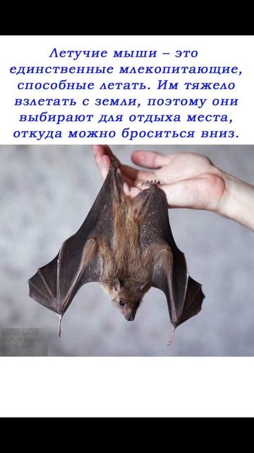 Про ЛЕТУЧУЮ МЫШЬ