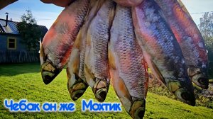 СОЛИМ ЧЕБАКА (МОХТИКА, ЕЛЬЦА)