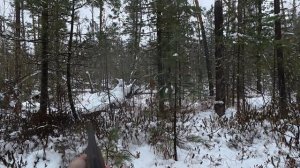 Беляк выскакивает с лёжки